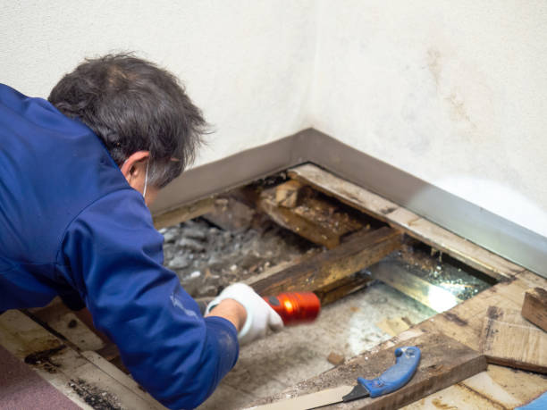 Trusted Winchester, IN Mold Removal Experts