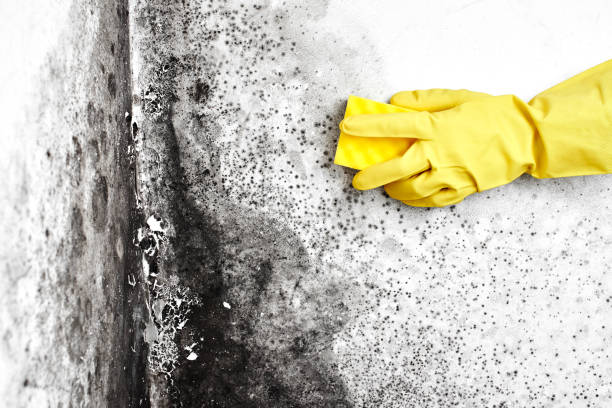 Best Certified Mold Removal  in Wchester, IN