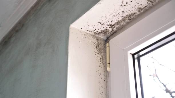 Mold Removal Process in Winchester, IN