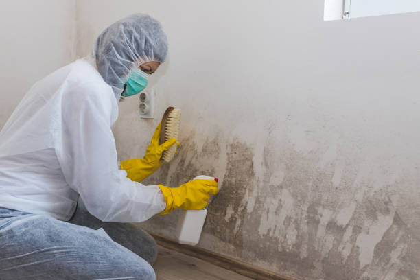Mold Testing and Removal in Winchester, IN