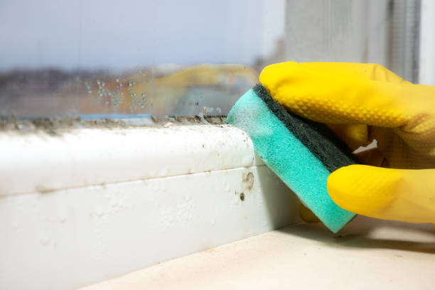Attic Mold Removal in Winchester, IN