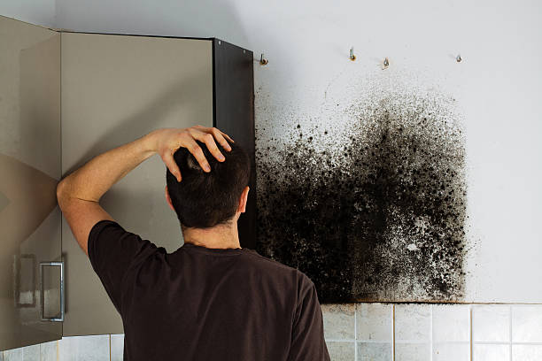Best Residential Mold Removal  in Wchester, IN