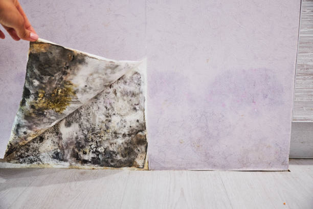 Best Professional Mold Removal  in Wchester, IN